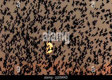 Starling comune (Sturnus vulgaris) murmurazione gruppo di gregge di fronte alla luna al tramonto Valkenhorst Riserva Naturale, Valkenswaard, Paesi Bassi, o