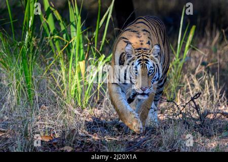 Tigre bengala (Panthera tigris tigris) femmina che si stalking attraverso la foresta. Bandhavgarh National Park, Madhya Pradesh, India centrale. Foto Stock