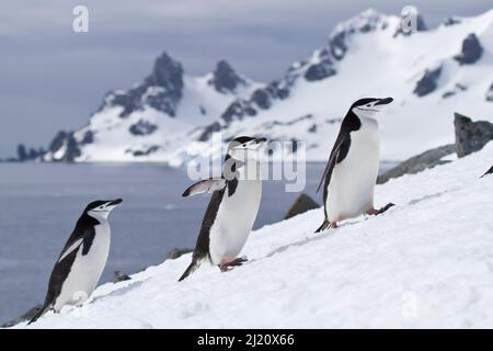 Pinguini da cinta (Pygoscelis antarcticus) che si stancano, camminando in linea, Baia della Luna, Antartide. Foto Stock