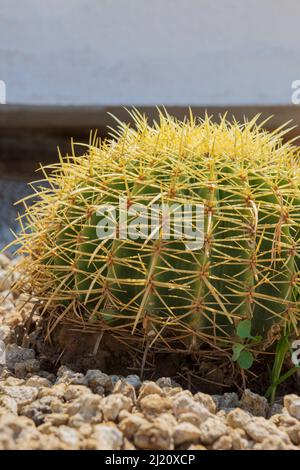 Grande cactus rotondo, fuoco selettivo primo piano-up top-view scatto su Golden Barrel cactus cluster. Specie ben note di cactus, endemiche al Messico centro-orientale Foto Stock