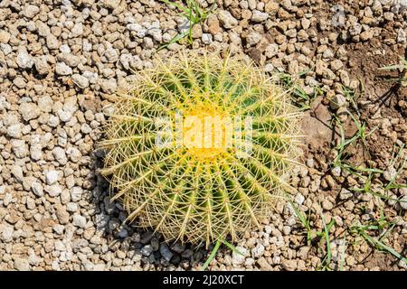 Grande cactus rotondo, fuoco selettivo primo piano-up top-view scatto su Golden Barrel cactus cluster. Specie ben note di cactus, endemiche al Messico centro-orientale Foto Stock