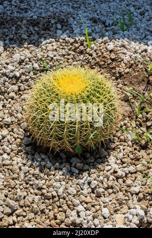 Grande cactus rotondo, fuoco selettivo primo piano-up top-view scatto su Golden Barrel cactus cluster. Specie ben note di cactus, endemiche al Messico centro-orientale Foto Stock