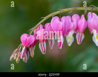 Bel fiore di cuore di sanguinamento, (Lamprocapnos spectabilis ex Dicentra spectabilis), fotografato contro uno sfondo fuori fuoco fogliame Foto Stock