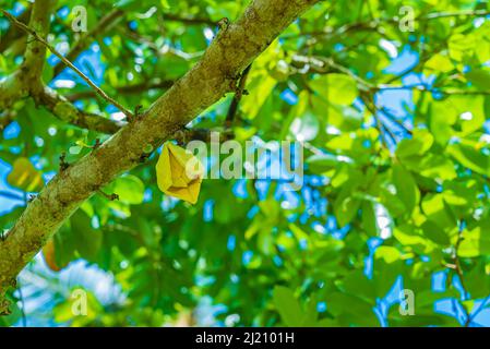 Primo piano di soursop, guanabana, fiore di gravola su un ramo di albero Foto Stock