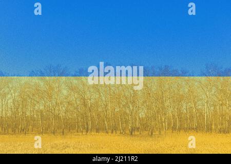 Bandiera nazionale dell'Ucraina in campo di grano con alberi di betulla contro il cielo blu, bandiera Ucraina doppia esposizione foto Foto Stock