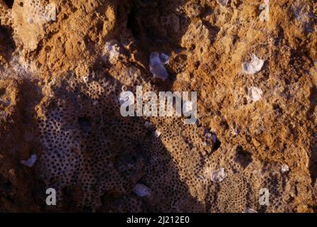 Coral Rock Tobago Foto Stock