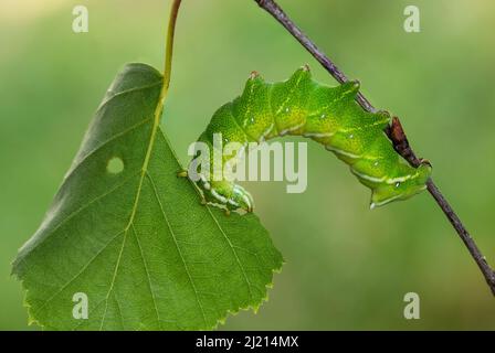 Kentish Glory Moth - Endromis versicolora, bella falena di colore primaverile dalle foreste e dai boschi europei, Repubblica Ceca. Foto Stock