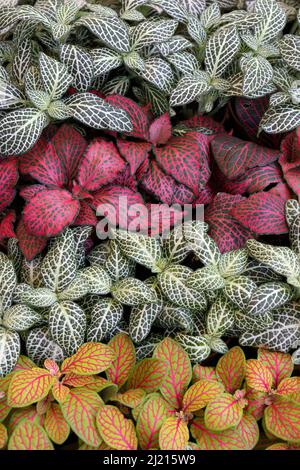 Variante di piante Fittonia colorate primo piano full frame Foto Stock