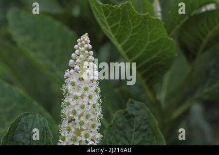 Particolare dell'Asian Pokeweed (Phytolacca acinosa) a Kaiserstuhl, Baden-Württemberg, Germania Foto Stock