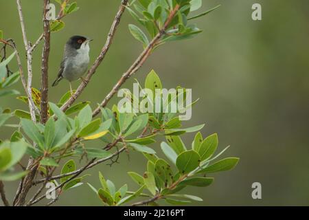 Sardo maschio (Sylvia melanocephala) a Monfragüe, Estremadura, Spagna Foto Stock