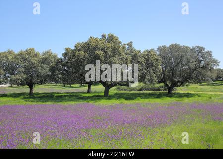 Dehesa con lecci (Quercus ilex) in Estremadura, Estremadura, Spagna Foto Stock