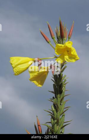 Enotheria biennis a Kaiserstuhl, Baden-Württemberg, Germania Foto Stock