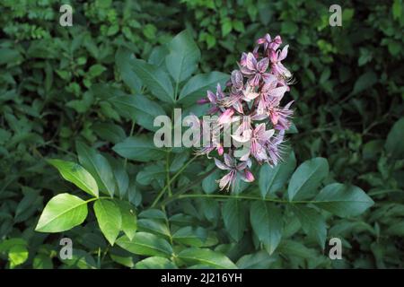 Diptam (Dictamnus albus) a Kaiserstuhl, Baden-Württemberg, Germania Foto Stock