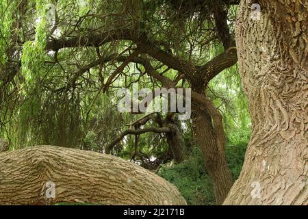 White Willow (Salix alba) a Kaiserstuhl, Baden-Württemberg, Germania Foto Stock