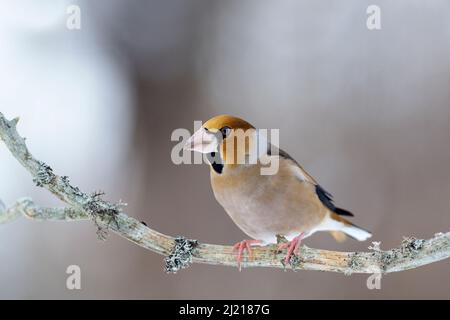 Hawfinch, Stenknäck (Coccothraustes coccothraustes) seduto su un ramo Foto Stock