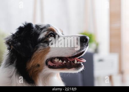 primo piano del cane pastore australiano Foto Stock