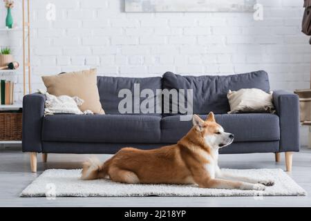 akita inu cane sdraiato su tappeto in soggiorno moderno Foto Stock