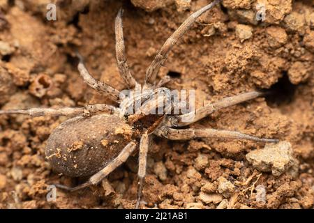 Primo piano di ragno lupo , Hogna radiata, Satara, Maharashtra, India Foto Stock