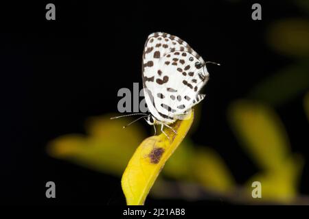 Farfalla di pierrot comune, Castalius Rosimon, Bandhavgarh, Madhya Pradesh, India Foto Stock