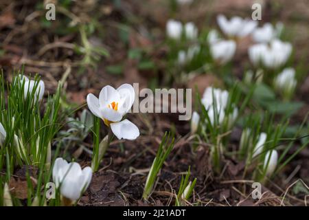 Croci primaverili bianchi al mattino presto all'aperto. La prima primavera fiori sullo sfondo del fogliame perivinkle. Foto Stock