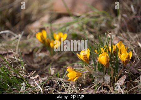 Croci di primavera gialli al mattino presto all'aperto. La prima primavera fiori sullo sfondo del fogliame perivinkle. Foto Stock