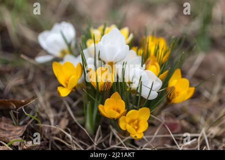 Croci primaverili bianchi al mattino presto all'aperto. La prima primavera fiori sullo sfondo del fogliame perivinkle. Foto Stock