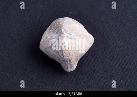 Intatto GASTEROPOD Fossil, Rajasthan, Maharashtra, India Foto Stock