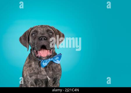 Carino ritratto di brindle cane cane cane cane corso cucciolo, che si sieping verso l'alto davanti indossando un bow tie blu satin intorno al collo. Guardando verso la fotocamera. Isolato su a. Foto Stock