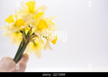 Concetti di Pasqua e di primavera - la mano tiene il bouquet giallo di naffodils contro una parete bianca Foto Stock