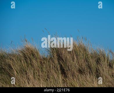 Erba di Marram che cresce sulle dune di sabbia contro un cielo blu brillante. Foto Stock