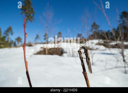 Febbraio Stonefly (Taeniopteryx nebulosa) in habitat naturale primaverile, selvaggia Finlandia. Foto Stock