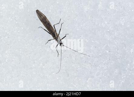 Febbraio Stonefly (Taeniopteryx nebulosa) in habitat naturale primaverile, selvaggia Finlandia. Foto Stock