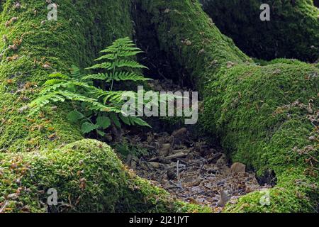 Larga buckler-feln (Dryopteris dilatata), Fern cresce ad un tronco di muschio di un vecchio faggio nella foresta primordiale Sababurg, Germania, Assia Foto Stock