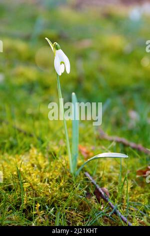 Comune (snowdrop Galanthus nivalis), fioritura, Germania Foto Stock