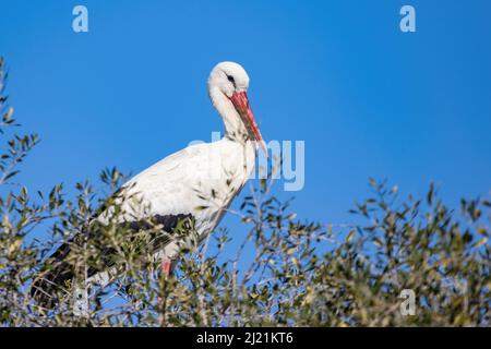 Cicogna bianca, Ciconia ciconia, nel nido Foto Stock