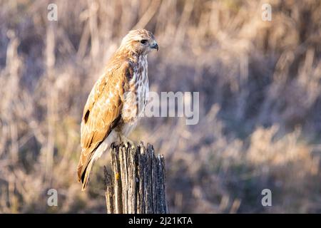 Un comune buzzard (Buteo buteo) arroccato. È un uccello medio-grande della preda che ha una vasta gamma. Appartenente al genere Buteo, è un membro del genere t Foto Stock