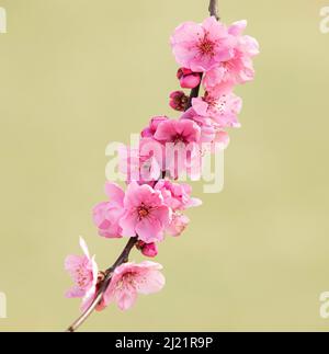 Unico ramo di un ciliegio rosa fiorito, con sfondo semplice Foto Stock