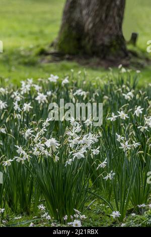 White Daffodils narcisi crescere in Trenance Gardens a Newquay in Cornovaglia nel Regno Unito. Foto Stock