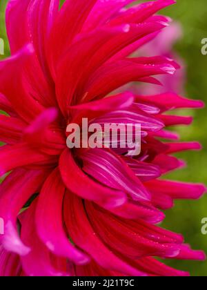 Primo piano di fiore rosa brillante di Dahlia 'Gem viola' una varietà semi-Cactus che cresce in un giardino britannico Foto Stock