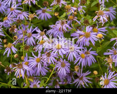 Fiori viola chiaro di Aster Frikartii 'Monch, in bisogno di deadesading, crescere in un giardino britannico all'inizio dell'autunno Foto Stock