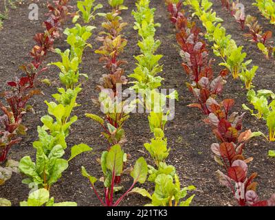 File di giovane arcobaleno Chard che cresce in un allotment. Foto Stock
