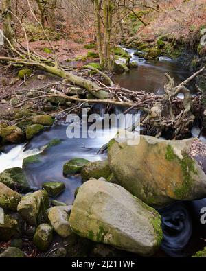 Burbage ruscello che scorre attraverso la gola del padley nel parco nazionale del distretto di picco Foto Stock