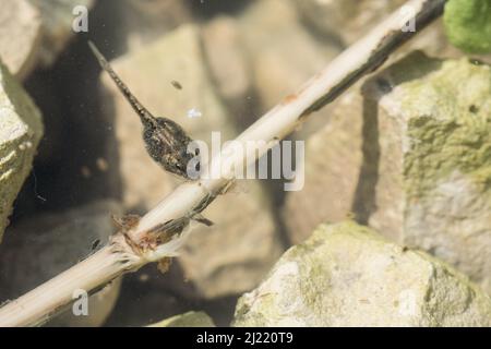 Un tadpole di rana dipinta nel Mediterraneo, Discoglossus pictus, che si nutra sul bastone in un laghetto poco profondo di acqua dolce nella campagna maltese. Foto Stock