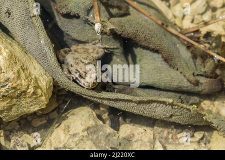 Un adulto mediterraneo dipinto rana, Discoglossus pictus, nascosto in un pezzo di tessuto verde caduto in un laghetto poco profondo, nelle isole maltesi. Foto Stock