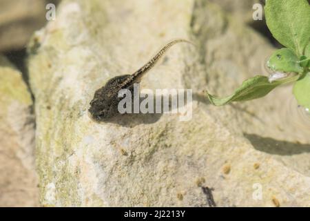 Un tadpolo di una rana dipinta nel Mediterraneo, Discoglossus pictus, che si alimenta su una roccia in un laghetto poco profondo di acqua dolce nella campagna maltese. Foto Stock