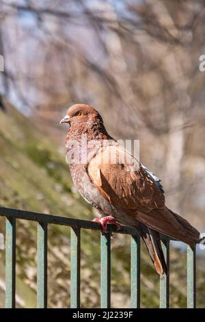 Un colpo verticale di piccione marrone in piedi su recinzioni metalliche in sfondo sfocato Foto Stock