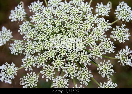 Macro fiore bianco. Vista dall'alto bianco fiore selvatico primo piano. Foto Stock