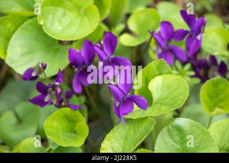 Viola di legno viola di Viola odorata. Viola di bosco. Foto Stock