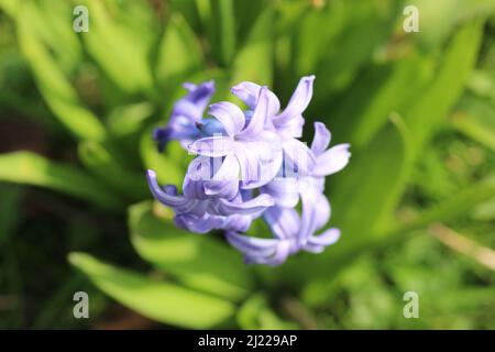 Una fotografia di un fiore scattata a Salford, Manchester. Foto Stock