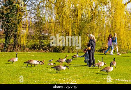 Nutrire le oche a Hall Place, Bexley Foto Stock